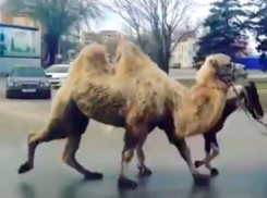 Большого верблюда, которого превратили в транспорт на дорогах Ростова, очевидцы сняли на видео 