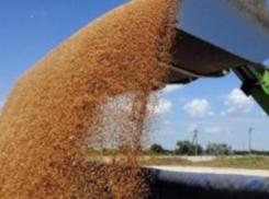 Новый рекорд по сбору ранних зерновых установлен на Дону