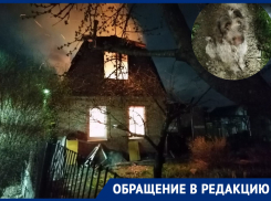 Охотничий пес спас дачный поселок под Ростовом от пожара