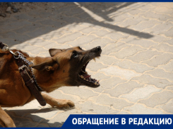 «Моего отца оболгали зоозащитники»: кем на самом деле оказался «извращенец», пристающий к юным ростовчанам