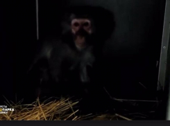 Итальянский зоопарк подарил Ростовской области опасных японских макак