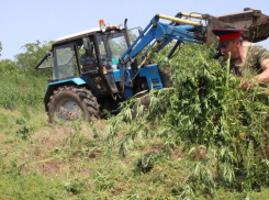 Казаки уничтожили более 159 тонн конопли в Ростовской области в 2021 году