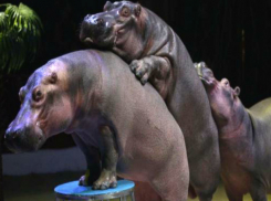 Любвеобильные бегемоты с острым инстинктом размножения попали на видео в Ростове