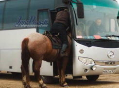 Лошадь в дверях междугороднего автобуса Ростова рассмешила пассажиров и попала на фото