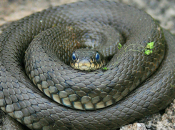 Летне-осеннее нашествие змей было иллюзией ростовчан, - эксперт