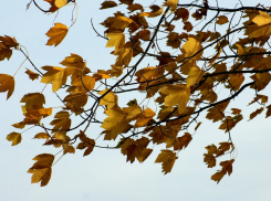 В ближайшее время в Ростове ожидается резкое усиление ветра