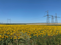 Качество почвы в Ростовской области вернулось к показателям советских времен