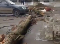 Завалившийся и разбившийся о многоэтажку огромный тополь ужаснул жителей Ростова на видео