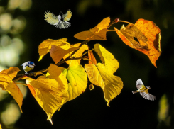 Зонтики не понадобятся: прогноз погоды в Ростове на 22 октября