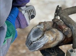 В Ростове ищут ветеринара-вахтовика с личным автомобилем