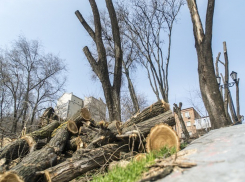 Сегодня в парке Ростова-на-Дону начали чудовищную вырубку многолетних деревьев 