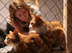 Из-за частого размножения кошек жительница Ростовской области обратилась к депутатам