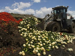 Четыре тонны свежих кабачков, ягод и цветной капусты уничтожили бульдозером под Ростовом