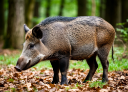 Сезон охоты на пушных и парнокопытных зверей в Ростовской области подходит к завершению