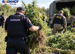 Более 150 очагов конопли ликвидировали за 10 дней в Ростовской области 