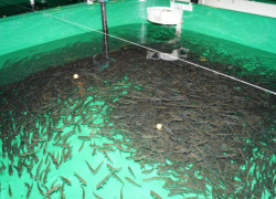 В Ростовской области отклонили проект реконструкции Аксайско-Донского рыбозавода