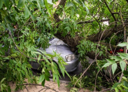 В центре Ростова огромная ветка раздавила два автомобиля