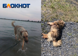 У Соленого озера в Батайске расстреляли двух собак – зоозащитники подозревают водителя внедорожника с надписью «Вагнер Кувалда»
