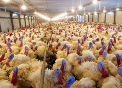 Мощности «Евродона» отдадут в аренду «Дамате»