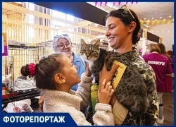 Котятки и взрослые хвостики: кошки нашли новый дом на фестивале Woof в Ростове