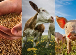 В рейтинге Ростовская область оказалась в "середниках", но в реальности все немного хуже, - эксперт