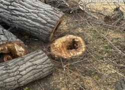 Администрация Ростова объяснила вырубку деревьев на улице Ларина