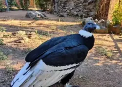 Американская птица-гигант поселилась в Ростовском зоопарке