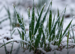 Озимые культуры на 99,8% дали всходы в Ростовской области