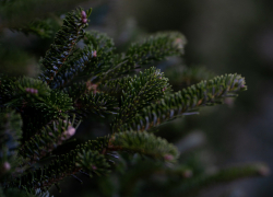 В Ростове с елочного базара украли три елки