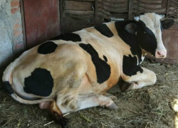 Использовать космические технологии и повышать свою грамотность в вопросах страхования намерены донские аграрии