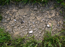 Засуха на Юге России: в Крыму зафиксировано двукратное падение урожая зерна