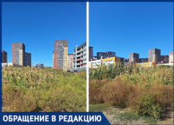 Ростовчанка пожаловалась на амброзию возле школы и детсада