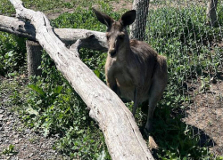 В Ростовской области из парка сбежал кенгуру 