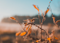 В Ростов к концу недели придет потепление