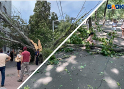 Ураганный ветер в Ростове повалил десятки деревьев и повредил машины