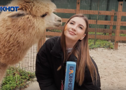 Путешествие в мир альпак: узнали больше про милых и пушистых в Ростове