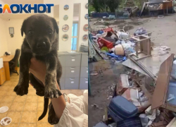 Владелице приюта, где нашли трупы животных, платили за содержания собак от 5 до 15 тысяч в месяц 