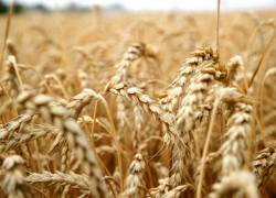 Озимые в Ростовской области взошли на 99% полей