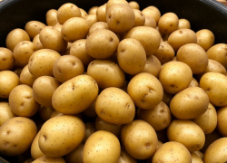 Цены на картофель в Ростовской области выросли почти на 25% за месяц