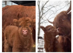 В парке «Лога» родилась девочка-теленок редкой породы Хайленд