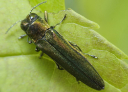 Изумрудная златка уничтожила почти 500 гектаров деревьев в Ростове 