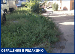 Жители Западного в Ростове жалуются на заросли амброзии в спальных районах
