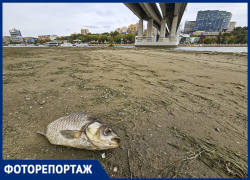 Дно Дона: как ветер изменил облик реки в Ростове в 2025 году