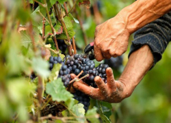 Финансирование виноградарства в Ростовской области увеличили до 40 миллионов рублей