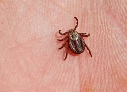 В Ростовской области в 2024 году от укусов клещей пострадали почти 2,2 тысячи человек