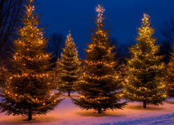 Новый год к нам мчится вместе с тысячами ёлок из Ульяновской области