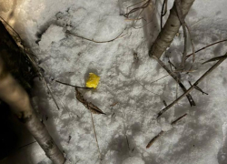 В Новочеркасске задержали троих подозреваемых в сбыте амфетамина