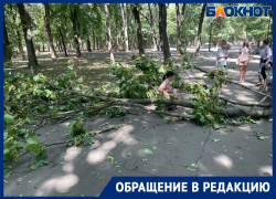 В парке Островского в Ростове упавшая ветка чуть не убила женщину с ребенком