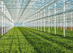 Крупный тепличный комплекс на полсотни рабочих мест построят в Ростовской области