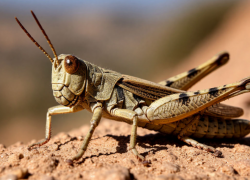 Массовая атака саранчи угрожает полям Ростовской области